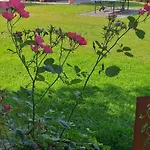 Steinbeisser *